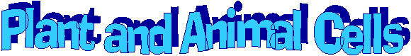 Plant and Animal Cells